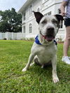 adoptable Dog in , AL named Thomas