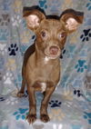 adoptable Dog in Mobile, AL named Persephone