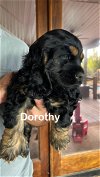 adoptable Dog in  named Dorothy