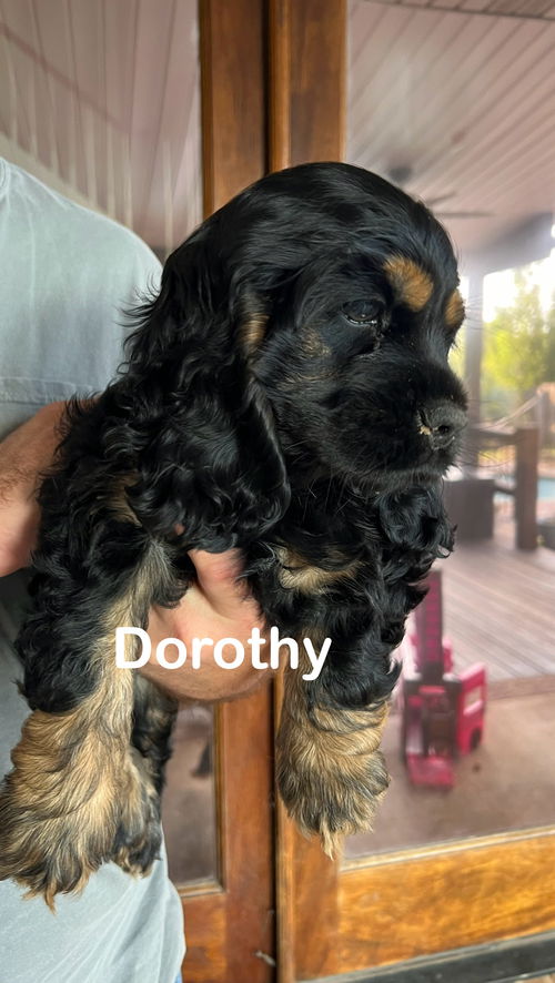 Dorothy