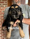 adoptable Dog in  named Blanche