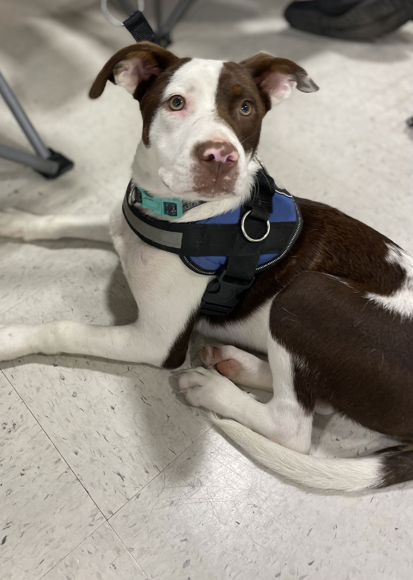 adoptable Dog in Mobile, AL named Buddy