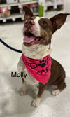 adoptable Dog in Mobile, AL named Molly