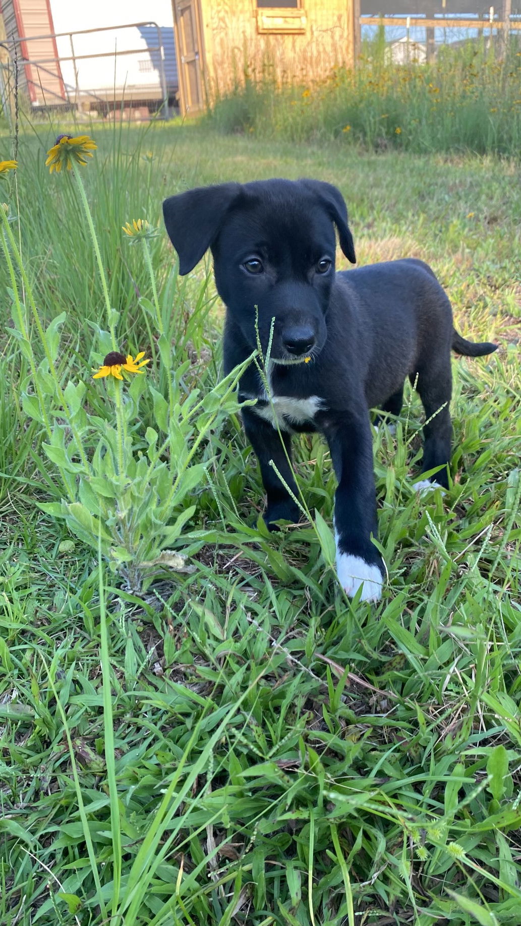 adoptable Dog in Mobile, AL named Cocoa