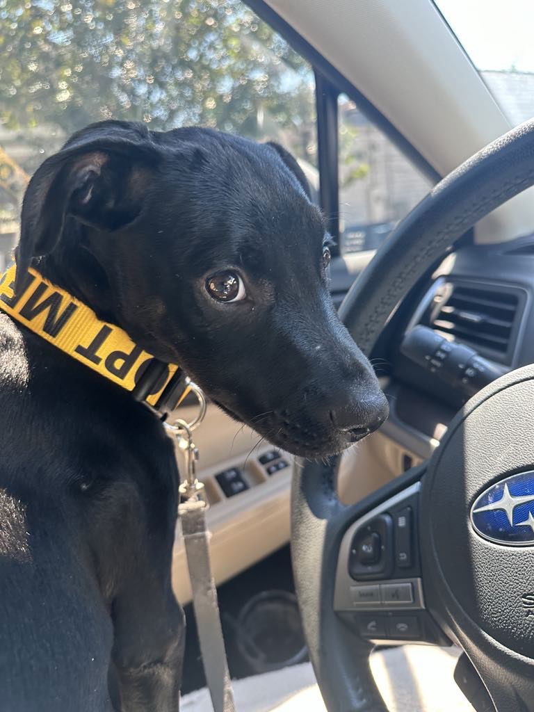 adoptable Dog in Mobile, AL named Charlemagne