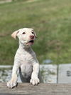 adoptable Dog in Mobile, AL named Louie