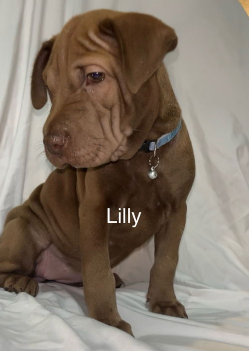 Lilly