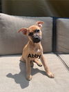 adoptable Dog in Mobile, AL named Abby