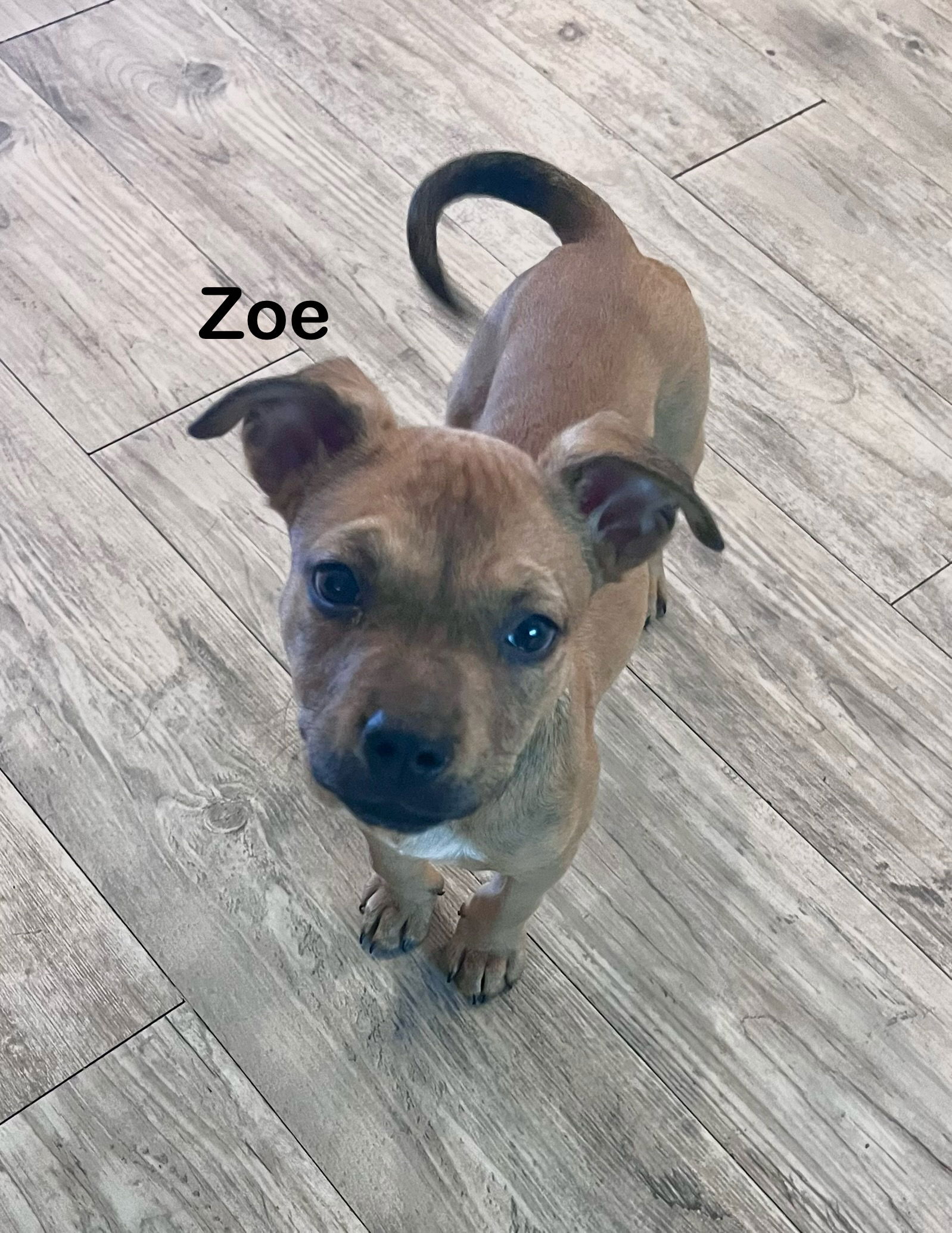 adoptable Dog in Mobile, AL named Zoe