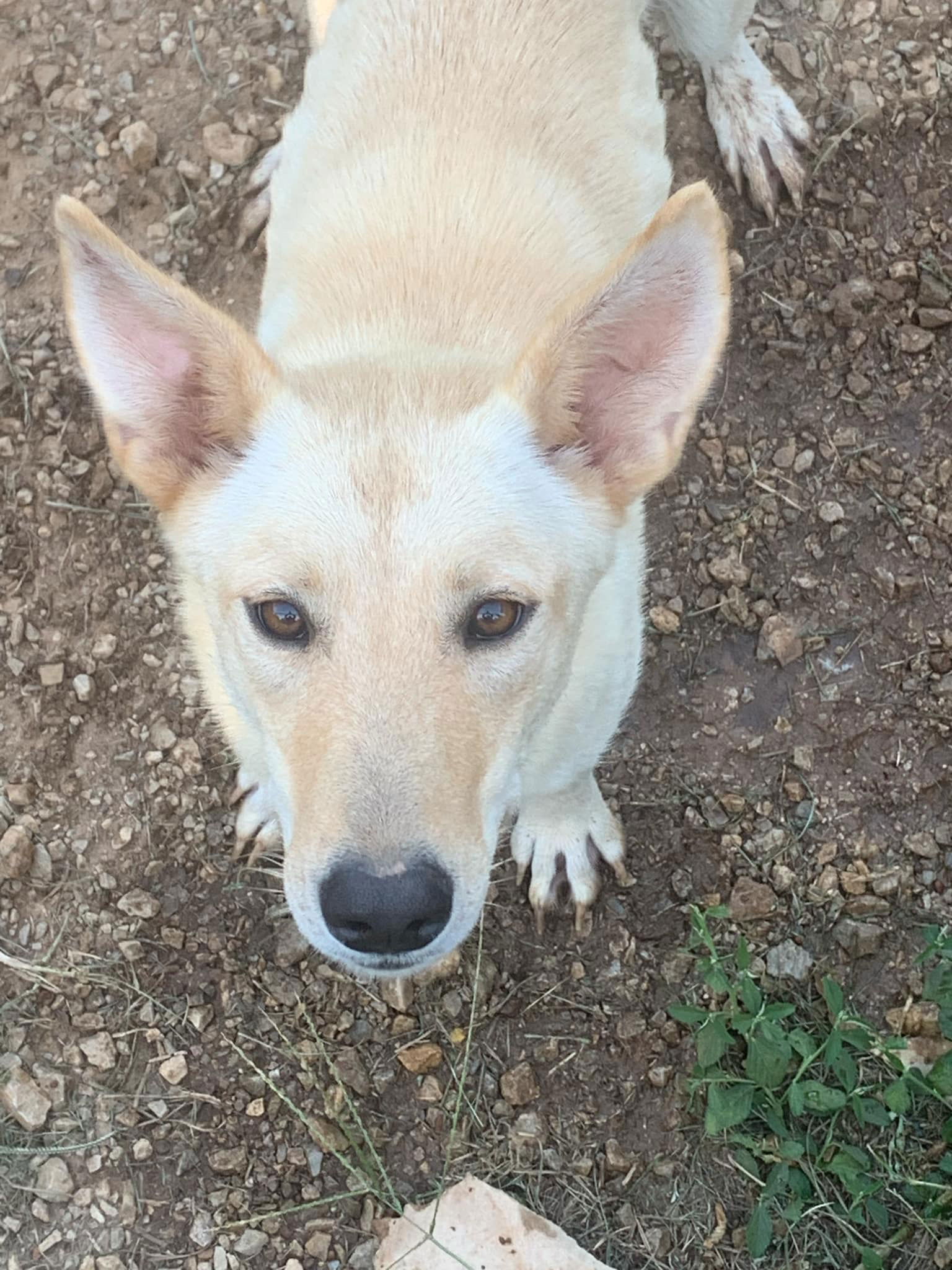 adoptable Dog in Mobile, AL named Wiley