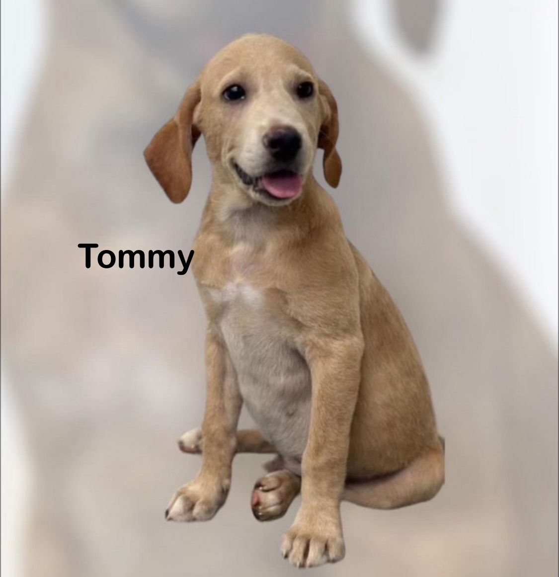 adoptable Dog in Mobile, AL named Tommy