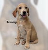 adoptable Dog in , AL named Tommy