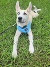 adoptable Dog in , AL named Olsen