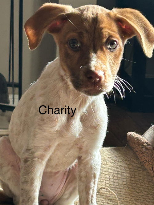 Charity