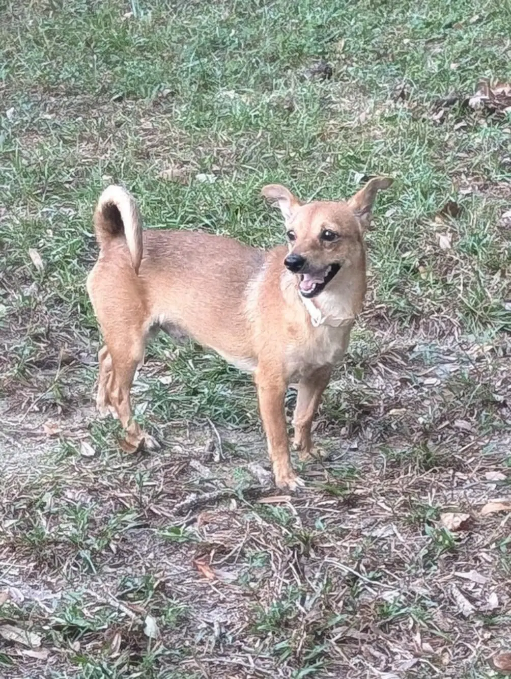 Ducky - Chihuahua
