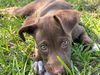 adoptable Dog in , AL named Autumn