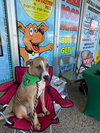 Buddy K - Photo 8