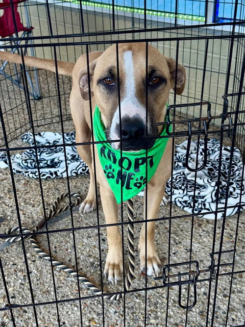 BUDDY K - Hound available for adoption