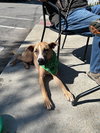 Buddy K - Photo 3