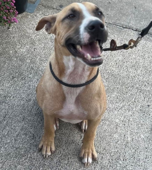 BUDDY K - Hound available for adoption