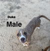 Duke