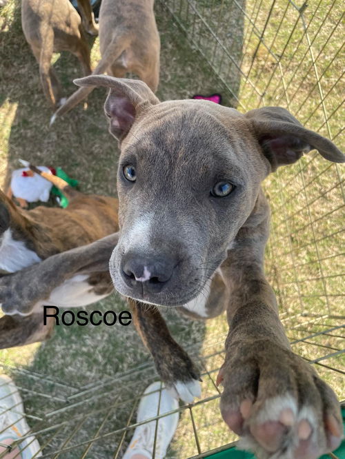 Roscoe