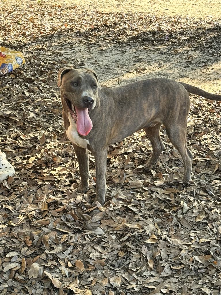 adoptable Dog in Mobile, AL named Roscoe