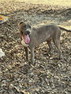 adoptable Dog in  named Roscoe
