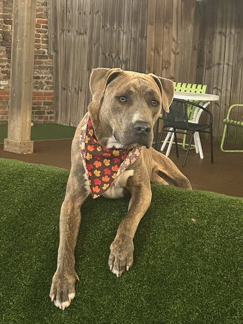picture of the dog needing adoption