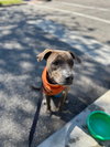 Roscoe