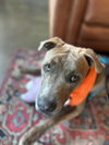 Roscoe