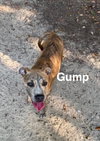 Gump