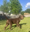 Lilie