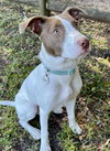 Opal - Photo 4