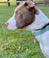 Opal - Photo 5