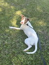 Opal - Photo 8