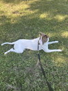 Opal - Photo 7