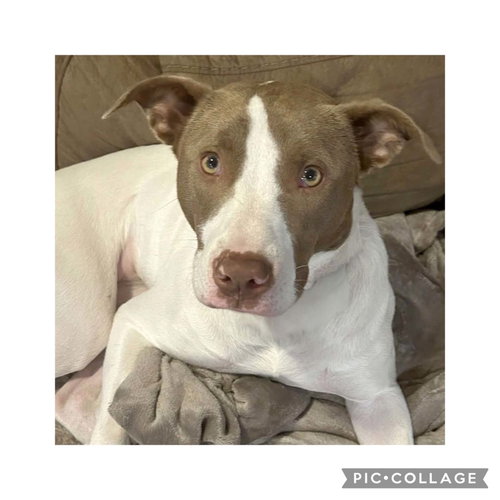 OPAL - Jack Russell Terrier available for adoption
