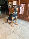 Maximus