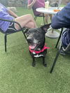 adoptable Dog in  named Mona