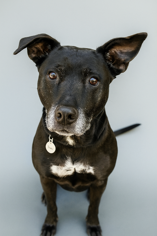 MONA - Labrador Retriever available for adoption