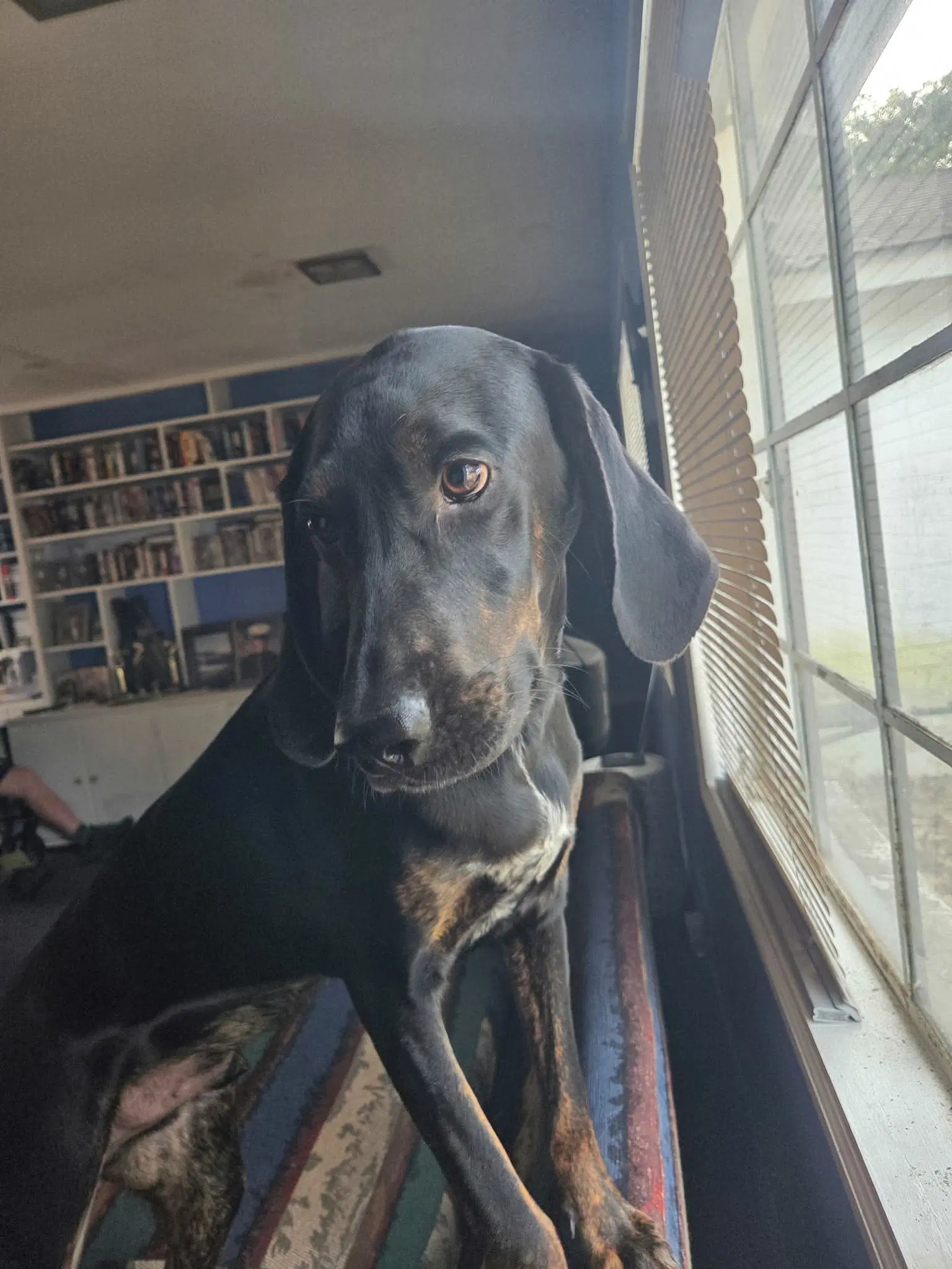 Duke - Coonhound