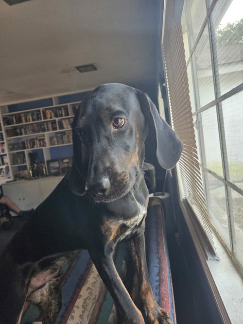 picture of the dog needing adoption