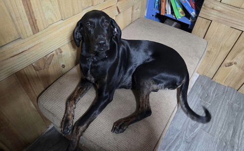 Photo 2 of Duke