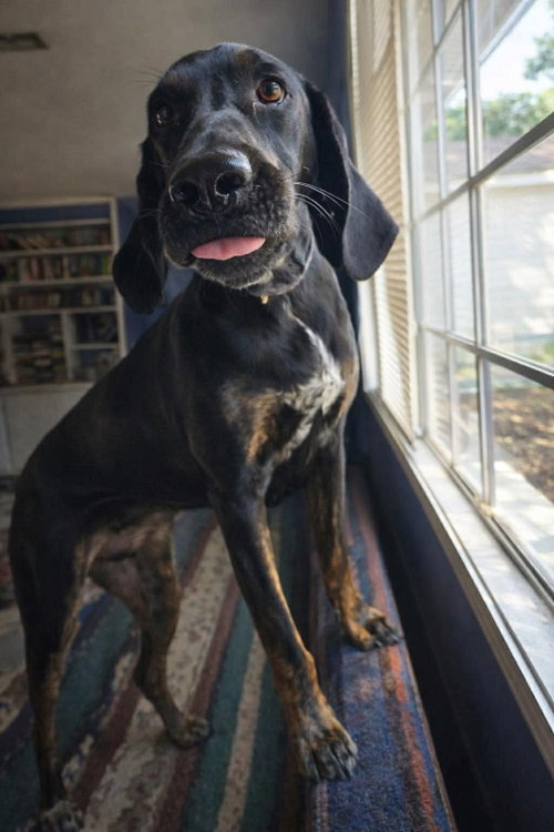 Photo 3 of Duke