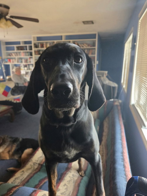 Photo 4 of Duke