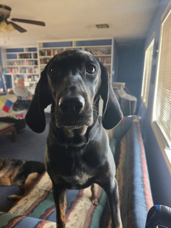 Duke