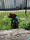 Dan