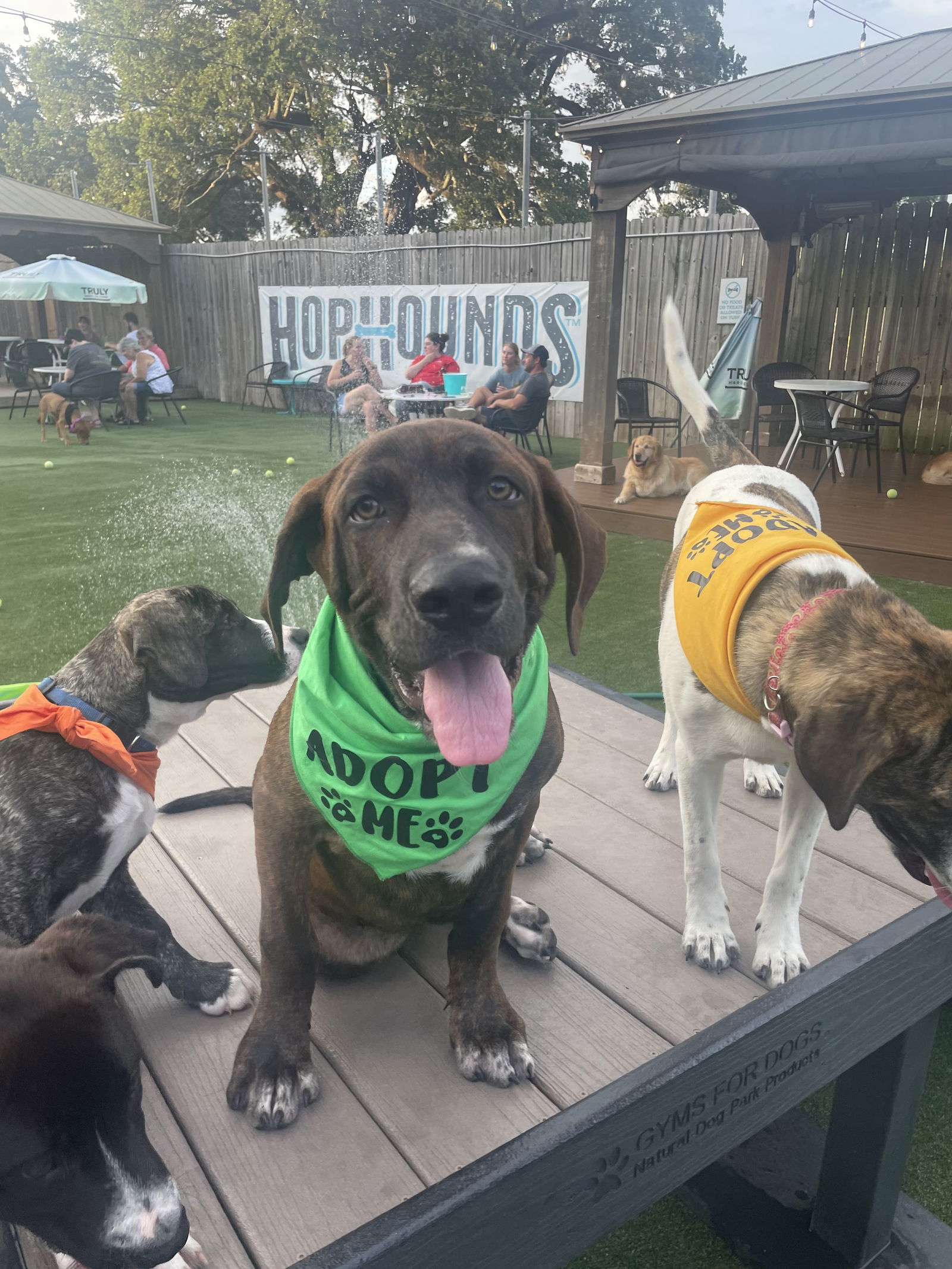 adoptable Dog in Mobile, AL named Dan