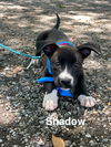 Shadow